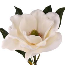 72CM LG MAGNOLIA1 - 456-513409