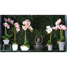 ORCHID - 456-55167
