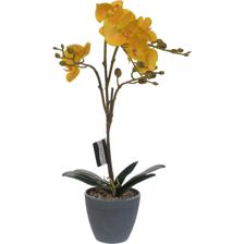 ORCHID - 456-55171
