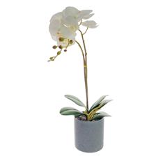 (REAL TOUCH) Potted moth orchid 50CM - 456-55324