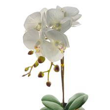 (REAL TOUCH) Potted moth orchid 50CM - 456-55324