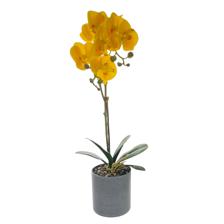 (REAL TOUCH) Potted moth orchid 50CM - 456-55325