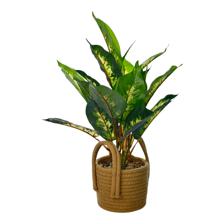 PLANTA COM VASO 11X13X41,5CM - 532-53197