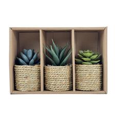 JG suculenta c/pote 3PZ 15X21 - 532-53234