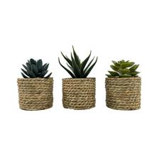 JG suculenta c/pote 3PZ 15X21 - 532-53234