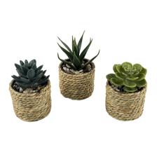 JG suculenta c/pote 3PZ 15X21 - 532-53234