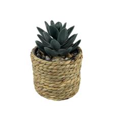 JG suculenta c/pote 3PZ 15X21 - 532-53234