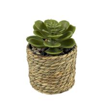 JG suculenta c/pote 3PZ 15X21 - 532-53234