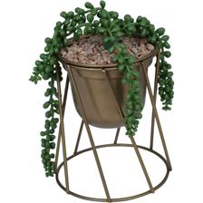 Plant - 567-49215