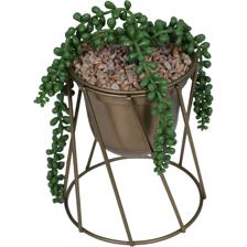 Plant - 567-49215