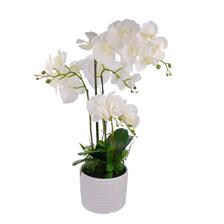 ORQUIDEA CON POTE X72CM - 567-90004