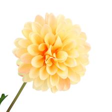 RAMA DALIA X70CM - 567-90016