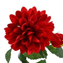RAMA DALIA X70CM - 567-90017