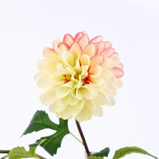 RAMA DALIA X70CM - 567-90018