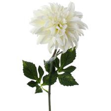 Single dahlia - 592-132126