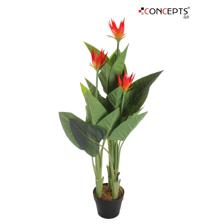 FLAMINGO PLANT W/21F/3F IN POT - 592-141679