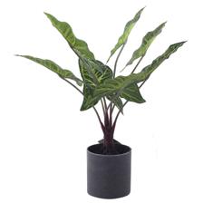 PLANT WITH POT 40CM - 592-143044