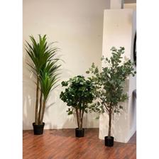 200CM REAL TOUCH YUCCA TREE X - 592-143097
