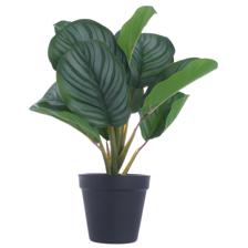 34cm Real touch arrowroot x 11lvs in plastic pot(Pot size:D - 592-143158