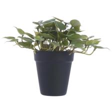 PLANTA ART C/POTE - 592-143167