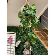 105CM REAL TOUCH MONSTERA FRIEDRICHSTHALII HANGING BUSH X 10 - 592-143188