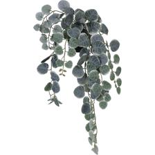 63CM CEROPEGIA WOODIIIN PLASTIC POT - 592-143210