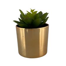 Succulent in gold plastic pot - 592-143309