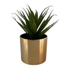 Succulent in gold plastic pot - 592-143310