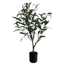 88cm Eucalyptus tree of the curved leaves in plastic pot(Pot - 592-143333