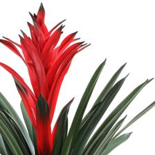 Bromelia c/pote - 592-1434457