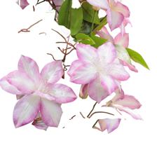 130CM REAL TOUCH CLEMATIS TREEIN PLASTIC POT - 592-1434490