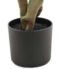 Jacaranda c/pote - 592-1434496