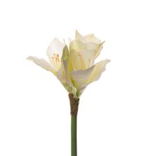 Amarilis - 592-1434515