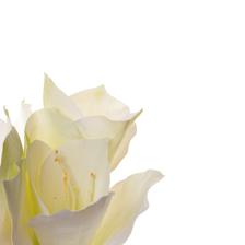 Amarilis - 592-1434515