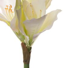 Amarilis - 592-1434515