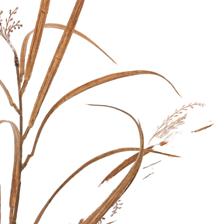 Espiga - 592-1434609