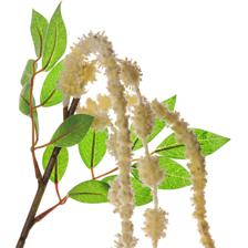 Amaranto colgante - 592-1434611