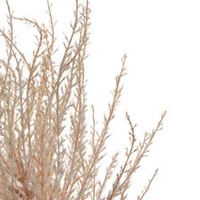 Pampas - 592-1434621