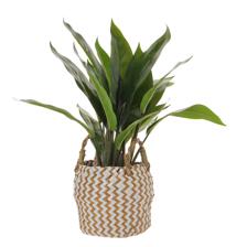 Planta c/pote - 592-1434632