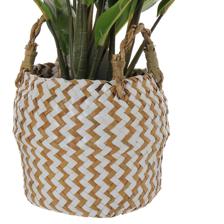 Planta c/pote - 592-1434632