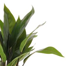 Planta c/pote - 592-1434632