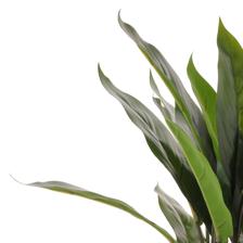 Planta c/pote - 592-1434632