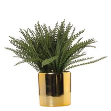 Adiantum - 592-1434637