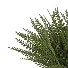 Adiantum - 592-1434637