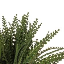 Adiantum - 592-1434637