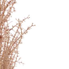 115CM SINGLE SNAPDRAGON - 592-1434662