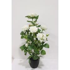 ROSE - 592-1434694