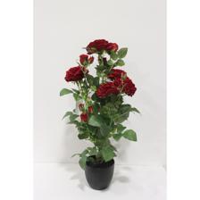 VELVET ROSE - 592-1434695
