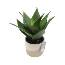 25cm Aloe in ceramic pot - 592-143484