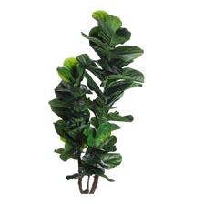PLANTA/VASO X75X175 CM - 592-143544